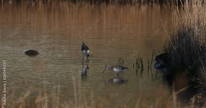 Himantopus Himantopus and Tringa erythropus share a pond in search of food.