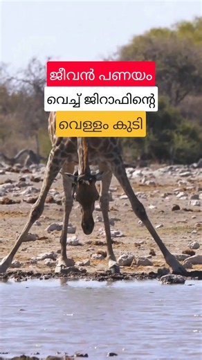 ജീവൻ പണയം വെച്ച് ജിറാഫിന്റെ വെള്ളം കുടി #shorts #jiraffe #malayalam