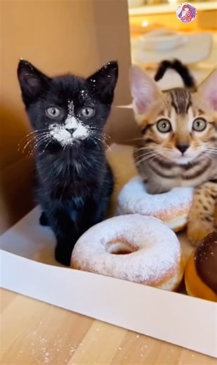 Donut box investigation: one kitten sniffing the floor 😂 #shorts #cat #short #youtubeshorts #yt