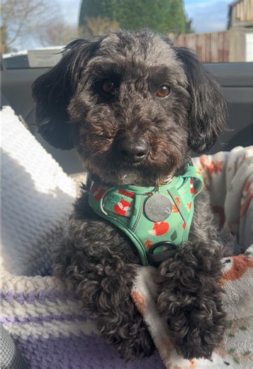 Today’s little adventure #dogtok #walk #cockapoo #sprockerpoo #seaside