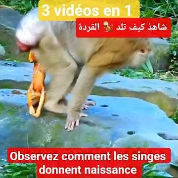 Observez comment les singes donnent naissance شاهذ كيف تلد القردة