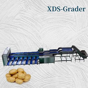 [Hot Item] Potato Dual-Channel Classification Machine, Integrating Weighing and Grading