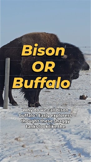 🦬 Why do we call bison "buffalo" ? 🌎 Early explorers thought these shaggy tanks looked like the buffalo they knew overseas and the name stuck. 🦬 scientifically they're bison but buffalo is woven into songs, history, and language on the prairies 🤔 Which word do you use, bison or buffalo ? #bison #buffalo #ranchlife #supportlocal | Big D Bison