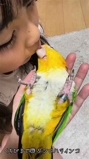 くちびるで遊ぶシロハラインコ😂 #マメルリハ #マメルリハのいる暮らし #シロハラインコ #シロハラインコのいる暮らし #鳥好きと繋がりたい #シエルノエル凸凹劇場 #シロハラだもの #whitebelliedcaique #pionitesleucogaster #Pacificparrotl #celestialparrot #forpuscoelestis #birdsofinstagram #lovebird #parrots #parrotlet #parrotsofinstagram #parrotlover #forpus #parrotletsofinstagram #ฟอพัส #cutepets #cutpetclub #bird #birdsofinstagram #petlovers #parrotsofinstagram #animal #animallovers #cute #pet