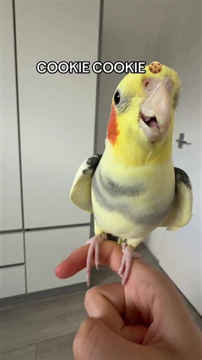 Cookie cookie song 🍪he absolutely loves it #cockatiel #birdsoftiktok #petbird #cockatiellovers #cockatiellife