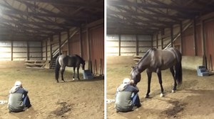 Affectionate Horse Comforts Crying Owner
