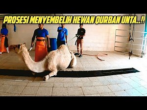 TECHNICAL PROCESSION OF A QUICK WAY TO SLAUGHTER A QURBAN ANIMAL, A CAMEL.