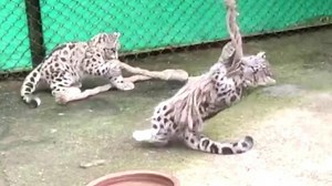 Snow leopard cubs unwind at eastern India zoo