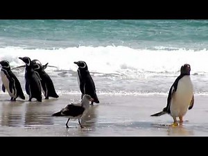 what does penguins look like