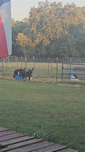 #shesspecial #boergoats #grumpygoat | Grumpy Goat Farms | Facebook