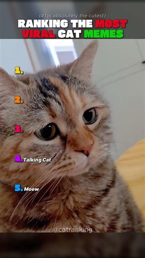 Ranking The MOST Viral Cat Memes On The Internet 😂🐱These memes literally broke social media.