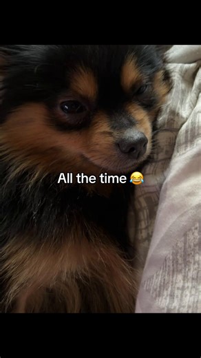 I can’t help it. She’s cute! #furbabies #dog #puppy #cute