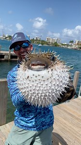 This is the biggest pufferfish I've ever seen!! #fishing #fish #nature | BlacktipH