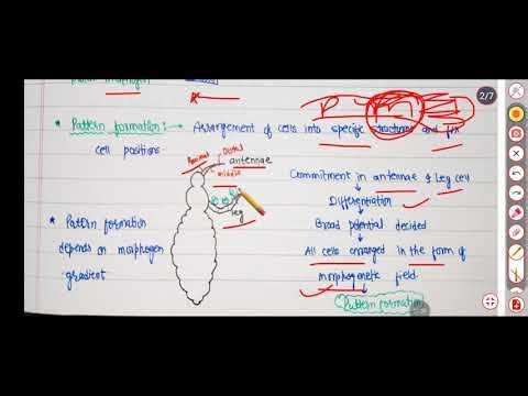 Morphogenesis l Development Biology Lect 2nd l RPSC 1St Grade 