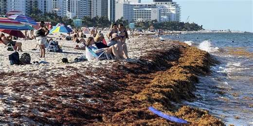 Smelly sargassum seaweed blob invades Florida beaches during busy spring break travel season