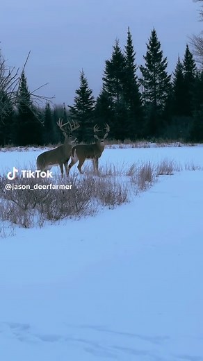 #limberlostfarms #bucks #DeerCamp #michigan #fyp #snow #america #deertiktok #Whitetails #monsterbuck #upnorth #winterishere #hunter #deerseason #buckscounty #counrty #huntingseason