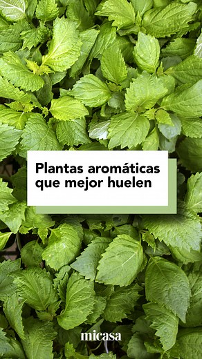 Estas son las plantas aromáticas que mejor huelen y que puedes tener en casa. Las puedes emplear para cocinar, ambientar y decorar; de hecho, son ideales para tener en la cocina. | Micasa
