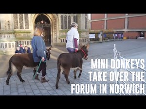 Cute! Miniature donkeys take over The Forum in Norwich