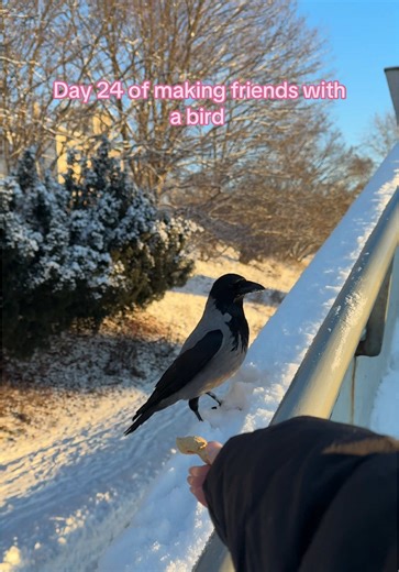 Cuteness Overload: A Crow's Snowy Adventure
