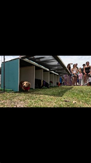 Sweet 16 wiener Dog Derby and Birthday Party! Dog games, costume contest for ALL DOGS, music, food, beer& fun. Wiener dog-Dachshund and (wannabe) Small dog races (under 40 pounds. 🚨 YOUR DOG CAN RACE ON 5-2-26 SATURDAY 🚨 Yes… even YOURS. 🐶💨 🏁 Dachshunds 🏁 Wannabe wieners 🏁 Any dog under 40 lbs 📍 Tampa-Curtis Hixon Park, FL ⏰ 10AM ⚠️ Almost SOLD OUT 👉 Register before it’s too late: Florida Wiener Dog Derby.com #fyp #wienerdog #dachshund #dachshundsoftiktok #dachshundpuppy