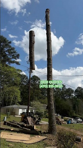 Tree service