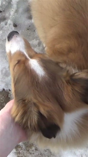 Excited Sheltie Puppy #puppyshort #adayinthelife #sheltie #puppyadventures #pets #petshorts