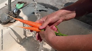 Seniors hands wash ripe new crop carrots under a tap of warm water on the streets of the garden on a sunny summer day. harvest concept