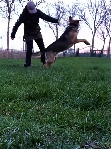 Overcoming Challenges with Our Dogs