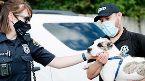 Dog seen getting kicked in viral video has been found, Houston SPCA says