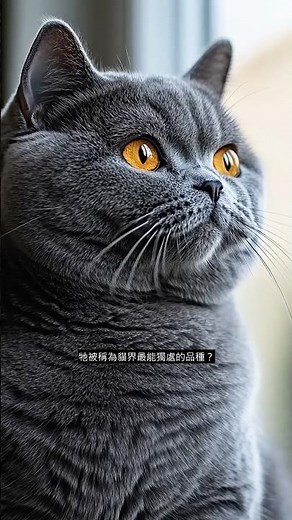 🐾【毛孩品種圖鑑】英國短毛貓適合新手嗎？｜真實性格 + 飼主血淚｜上班族首選貓的人｜Pet Breed Guide 📋 #Shorts