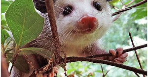 Weird things you didn't know about possums
