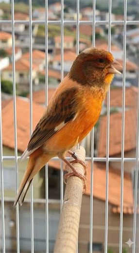 Red Factor Canary Singing in Cage | Real Bird Close-Up