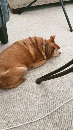 The Lazy Dog Knows Exactly When to Look 👀🐶