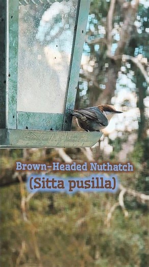 Brown-headed Nuthatch | Bird #shorts #birds