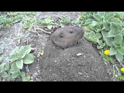 Cute Gopher Taking Plants!