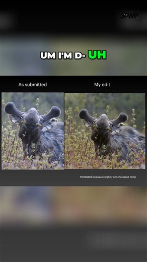 🎨 Ever notice that photos taken in shade look too blue or magenta? ✅ It’s not your eyes—it’s often your camera. 🦌 Example: Canon cameras tend to add a magenta/blue cast in shaded light. The fix? A small bump in exposure and a slight increase in temperature can bring your subject back to its true colors. Detail matters. Color accuracy can make or break your photo in contests. #WildlifePhotographyTips #PostProcessing #Moose | Journal of Wildlife Photography