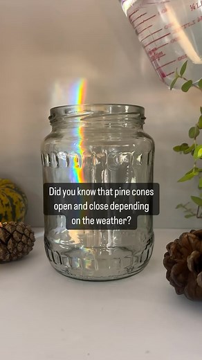 🌲🌧️ Did you know that female pine cones open and close depending on the weather? Putting a pine cone in water is a great way to see this in action! All you need to do is put an open pine cone in a jar of water to see it close or sit it on a radiator or in a warm oven to watch it open! Why does this happen? It’s simply so that the seeds are free to disperse when conditions are best for winds to carry them far and wide which is when it is dry. Wet weather dampens dispersal and so the cone closes
