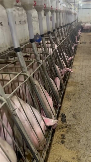 Morning time sows feeding…