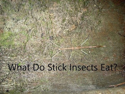 What Do Stick Insects Eat?