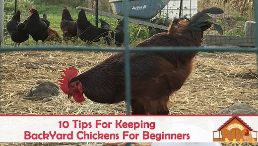 15 Tips for Keeping Backyard Chickens for Beginners - The Happy Chicken Coop