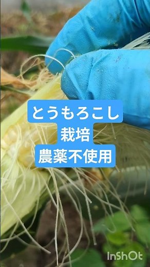 とうもろこしのやり方、農薬不使用栽培は最大の敵である害虫「アワノメイガ」との戦いです。栽培時期を工夫する早まきや防虫ネットの活用こまめな見回りで被害を防ぎます甘くて美味しいスイートコーンを育てましょう