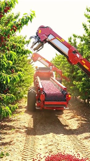 How Cherries Are Harvested | Industrial Process