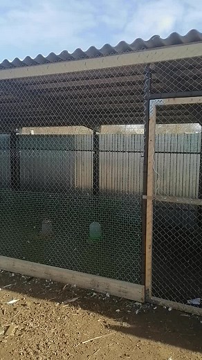 How to Build a Poultry Enclosure for Guinea Fowls