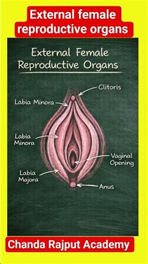 Female Reproductive System | External Parts Easy Diagram #shorts