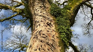 Big old Sycamore tree bark peeling off. Moss, fern, sunny winter blue sky up. Climbing slowly above towards serenity. Nature connection reveals cinematic growth expansion with tranquil movement