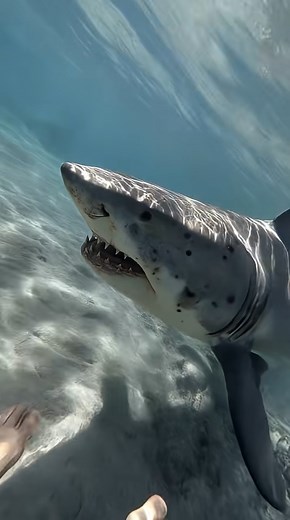 5.2K views · 14 reactions | SHARK ATTACK OR NOT ! Diver Fights Back in Epic Struggle! #sharkattack | Ocean Fish Hunting | Facebook