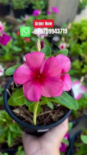 Rare Imported Vinca Flower Seed Online Shopping 🪴 #vinca #flower #plant #garden