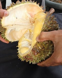 14K views · 1.5K reactions | Berbuka puasa dengan yang manis. Sungguh enak sekali durian ini | Grafting Examples | Facebook