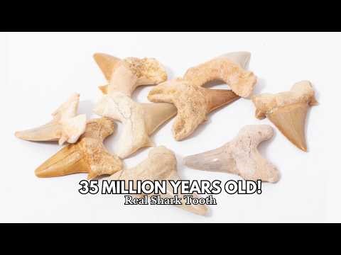 55 Million Year Old SHARK TOOTH Found! 🦈Morocco | Rare Morocco Eocene Fossil