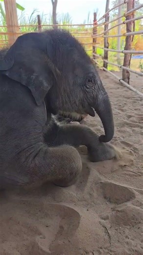 he is difficult to play without me #elephant #cuteanimal